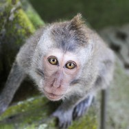 Monkey forest, Ubud, Bali