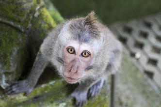 Monkey forest, Ubud, Bali