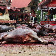 Sacrificed buffalo, Sulawesi