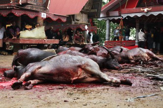Sacrificed buffalo, Sulawesi