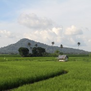 Rice fields, Sulawesi