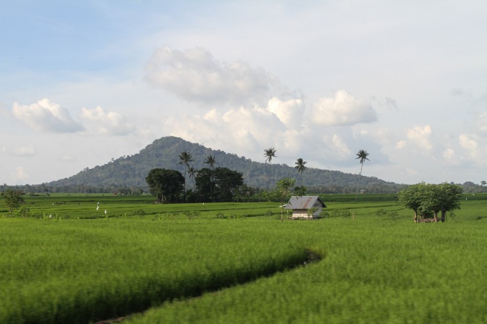Rice fields, Sulawesi