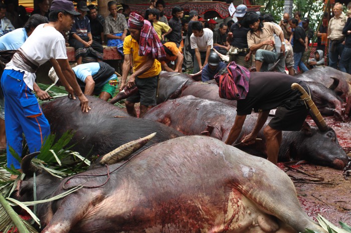 Slaughtering of sacrificed buffalos, Sulawesi
