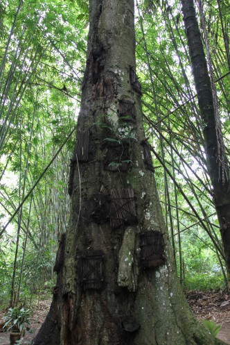 The baby tree, Sulawesi