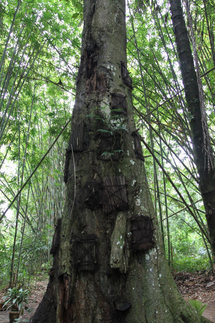 The baby tree, Sulawesi